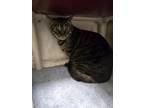 Adopt GREAT CATSBY a Domestic Short Hair