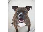 Adopt SMOKE a Boxer, Mixed Breed