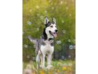 Adopt SHADOW a Siberian Husky