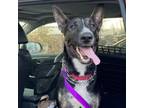 Adopt Woofstock a Shepherd, Bull Terrier