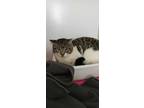 Adopt High Karate a American Shorthair