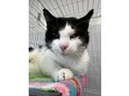 Adopt Meowth a Domestic Short Hair