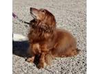 Adopt BISCUIT- PAWS BEHIND BARS TRAINED a Dachshund