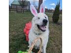Adopt THUMPER a Great Pyrenees