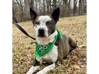 Adopt BOOTS a Cattle Dog