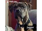 Adopt Jagger FKA Zebra Cake a Boxer, Plott Hound
