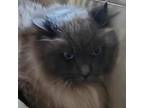 Adopt Luke a Himalayan