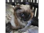 Adopt Kiko a Himalayan