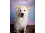 Adopt Ice Cream a Great Pyrenees