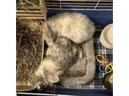 Adopt Ben and Denny a Angora Rabbit