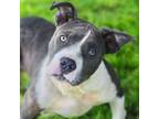 Adopt Jay-Z 24-03-161 a Pit Bull Terrier, Mixed Breed