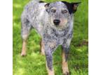 Adopt Nitro 24-04-008 a Australian Cattle Dog / Blue Heeler