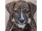 Adopt Ferdinand a Pit Bull Terrier, Mixed Breed