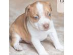 Adopt Pap-Pap a Pit Bull Terrier, Mixed Breed