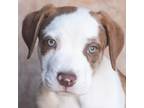 Adopt Bones a Pit Bull Terrier, Mixed Breed