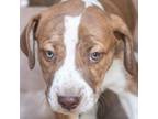 Adopt Angus a Pit Bull Terrier, Mixed Breed