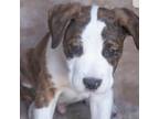 Adopt Valiente a Pit Bull Terrier, Mixed Breed