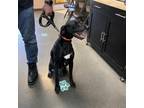 Adopt Vader a German Shorthaired Pointer, Black Labrador Retriever