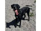 Adopt Vader a German Shorthaired Pointer, Black Labrador Retriever