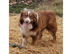 Adopt McIntyre (Mac) a Australian Shepherd