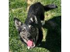 Adopt Jimmy Chew a German Shepherd Dog