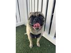 Adopt Farnsworth a Pug