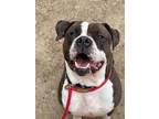 Adopt Buddy Boy a Mastiff, Boxer