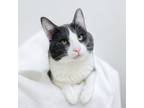 Adopt Sully a Domestic Short Hair