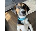 Adopt Fudge a Bluetick Coonhound, Beagle