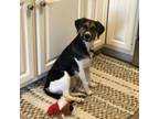 Adopt Fudge a Bluetick Coonhound, Beagle