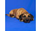 Adopt Hooch a Hound, Pit Bull Terrier