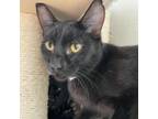 Adopt Flounder a American Shorthair