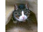 Adopt Dollar a Domestic Short Hair