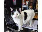 Adopt BENJAMIN a Domestic Short Hair