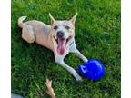 Adopt SID THE SCIENCE KID a Australian Cattle Dog / Blue Heeler