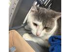 Adopt Sai a Domestic Short Hair