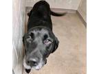 Adopt Karma a Labrador Retriever