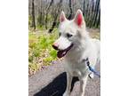 Adopt Ghost a Siberian Husky