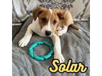 Adopt Solar a Australian Cattle Dog / Blue Heeler