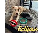 Adopt Eclipse a Australian Cattle Dog / Blue Heeler