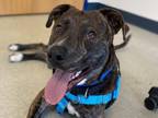 Adopt Circuit a Pit Bull Terrier, Mixed Breed