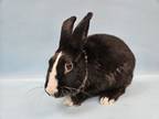 Adopt Viago a Dutch, Bunny Rabbit
