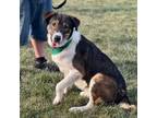 Adopt Clyde a Collie, Mixed Breed