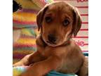 Adopt Ken a Labrador Retriever, Beagle