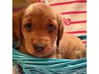 Adopt Allan a Labrador Retriever, Beagle