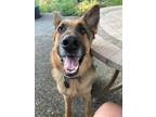 Adopt Jerry a German Shepherd Dog