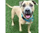 Adopt Duke Lucky Boy a Mixed Breed