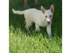 German Shepherd Puppies