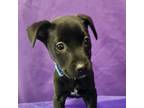 Adopt Icarus a Mixed Breed