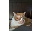 Adopt Abu a Tabby, Domestic Short Hair